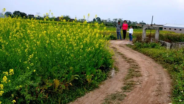 cánh đồng hoa cải vàng ở vũ thư thái bình