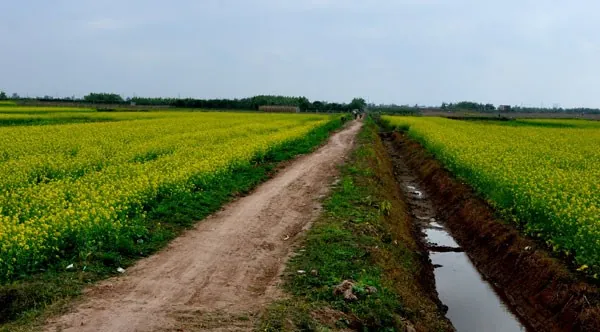 cánh đồng hoa cải vàng ở vũ thư thái bình