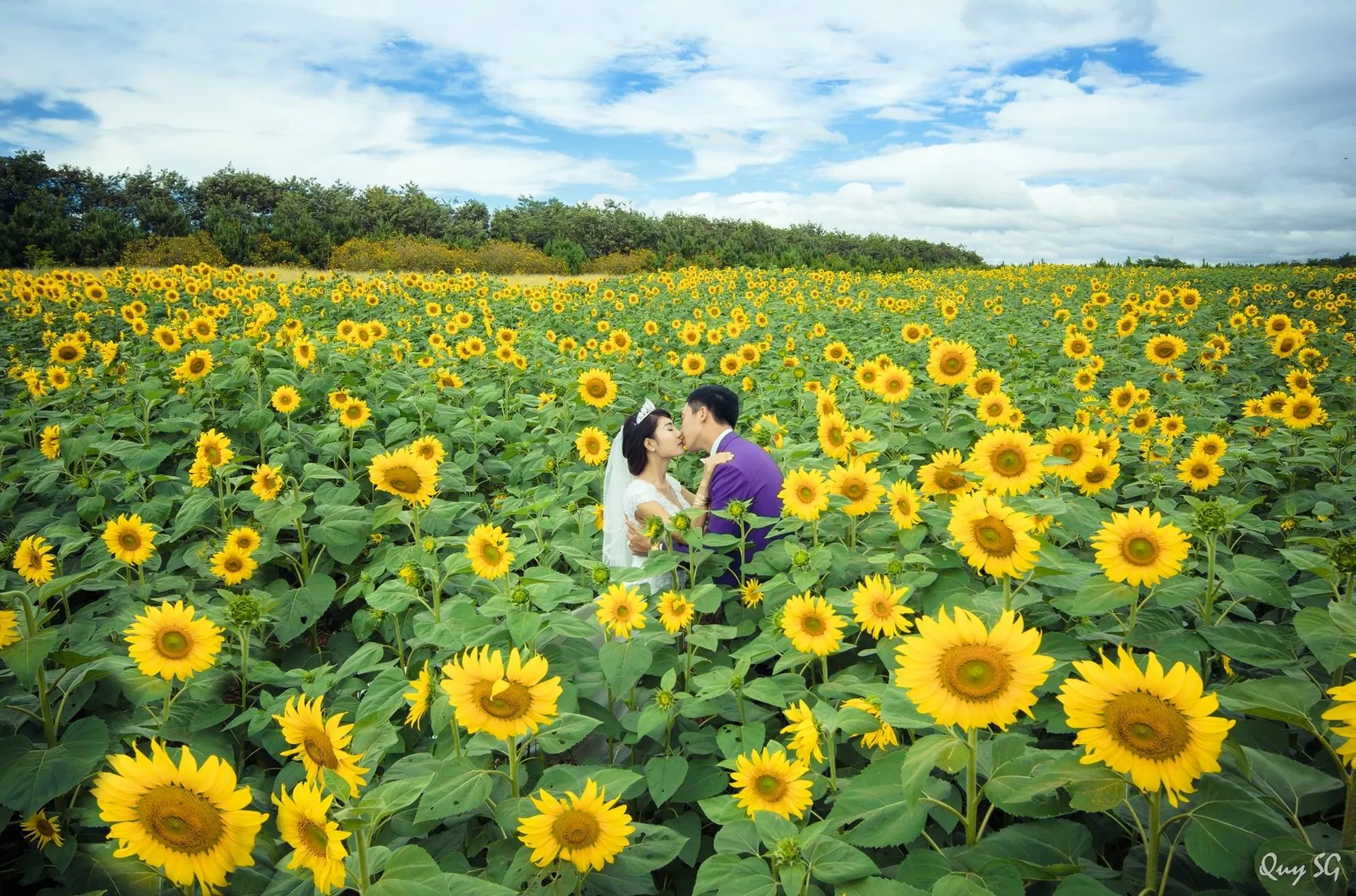 Hướng dẫn đường đến cánh đồng hoa hướng dương ở Đà Lạt cánh đồng hoa hướng dương đà lạt