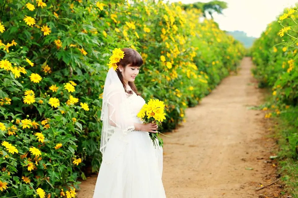 Hướng dẫn đường đến cánh đồng hoa hướng dương ở Đà Lạt cánh đồng hoa hướng dương đà lạt