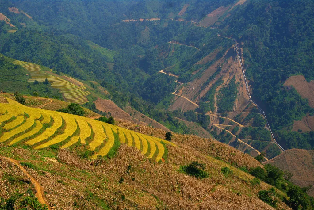 Vùng đất biệt lập Chiềng Ân chuyển màu lúa chín chiềng ân mùa lúa chín