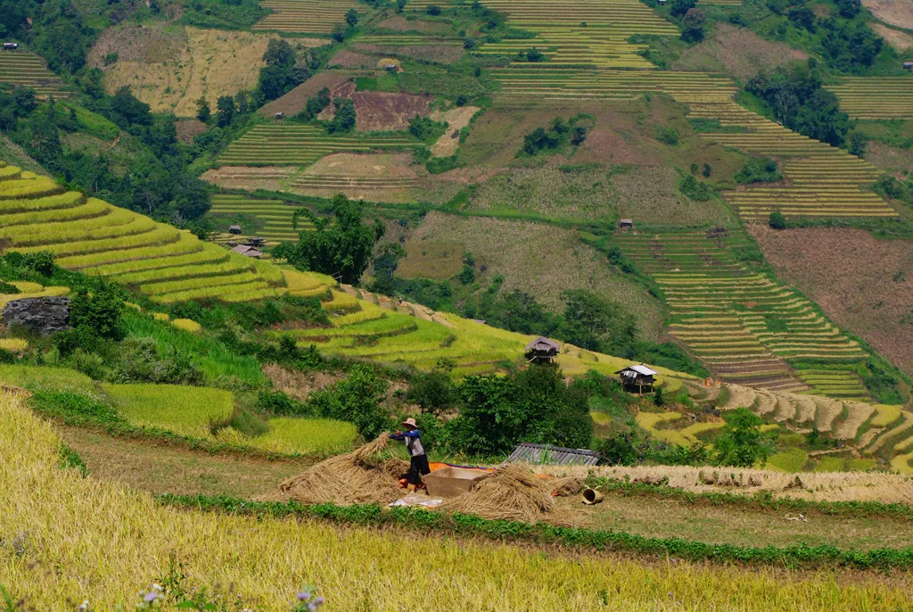 Vùng đất biệt lập Chiềng Ân chuyển màu lúa chín chiềng ân mùa lúa chín