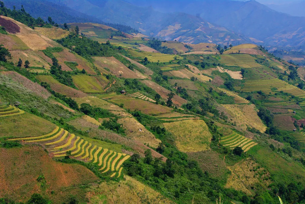 Vùng đất biệt lập Chiềng Ân chuyển màu lúa chín chiềng ân mùa lúa chín