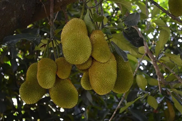 Có gì chơi ở Củ Chi trong những ngày nắng đẹp