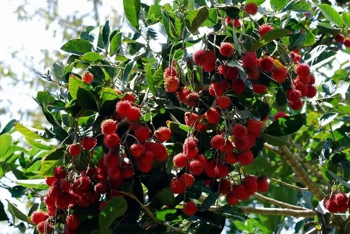 Có gì chơi ở Củ Chi trong những ngày nắng đẹp