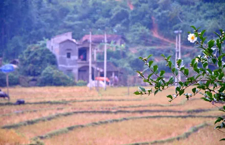Cuối tháng 11 đến Bình Liêu ngắm hoa sở tinh khôi