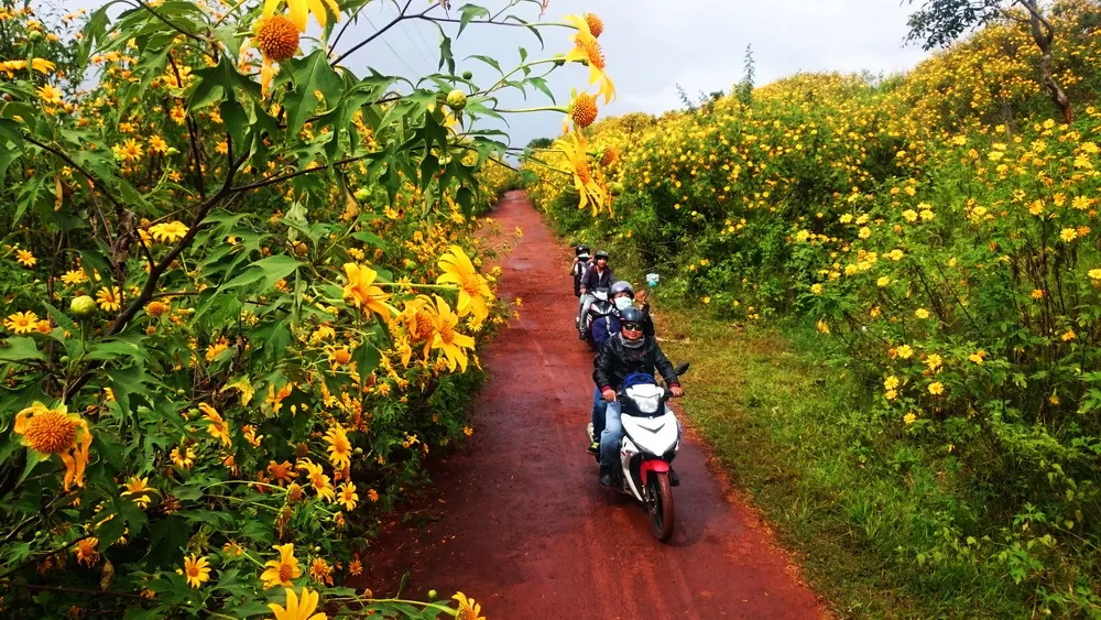 Đà Lạt, mùa vàng của hoa Dã Quỳ Đà Lạt mùa vàng của hoa Dã Quỳ