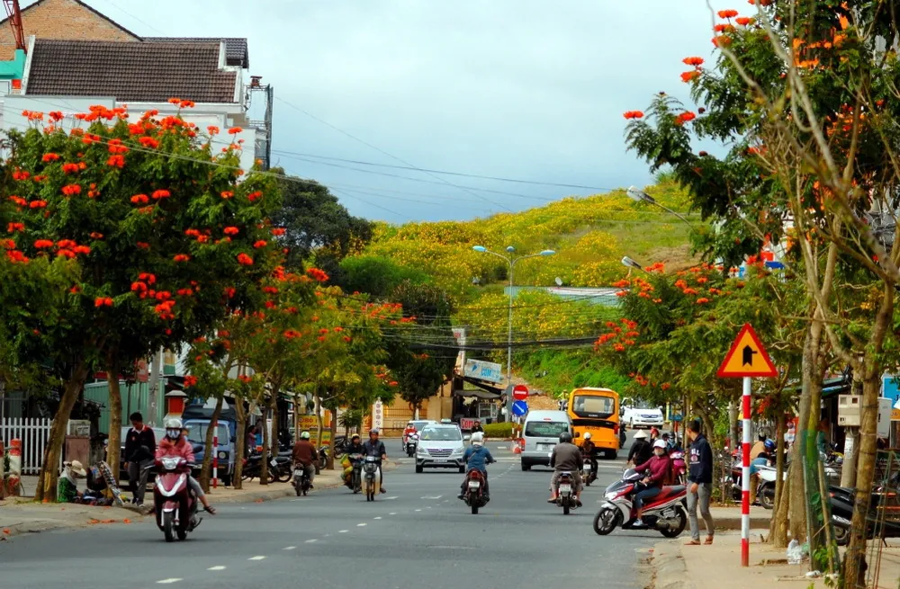 Đà Lạt, mùa vàng của hoa Dã Quỳ Đà Lạt mùa vàng của hoa Dã Quỳ