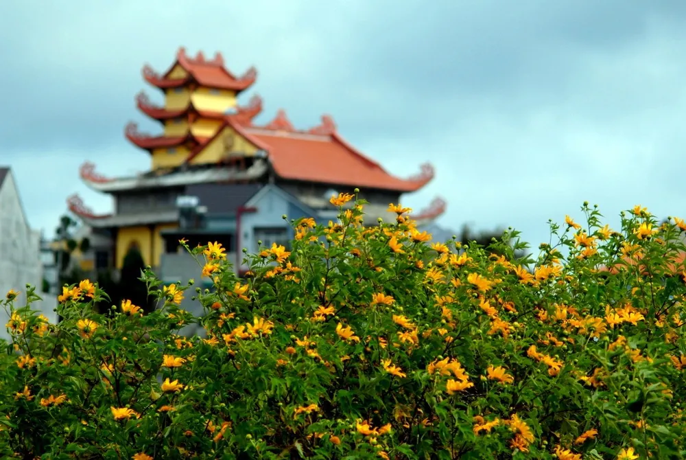 Đà Lạt, mùa vàng của hoa Dã Quỳ Đà Lạt mùa vàng của hoa Dã Quỳ