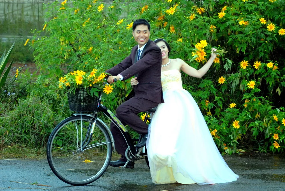 Đà Lạt, mùa vàng của hoa Dã Quỳ Đà Lạt mùa vàng của hoa Dã Quỳ