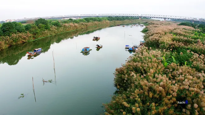 Đến thăm những cánh đồng lau đẹp nhất Việt Nam