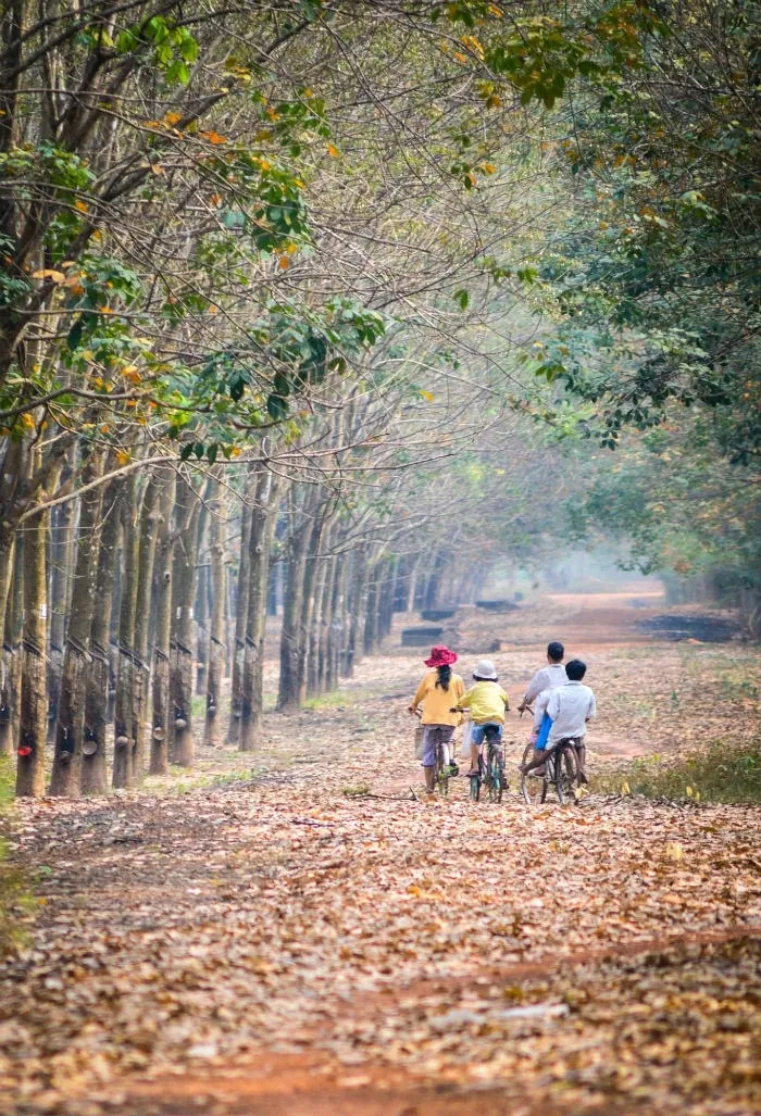 Đẹp mê hồn những khu rừng đậm sắc thu ở Việt Nam Đẹp mê hồn những khu rừng đậm sắc thu