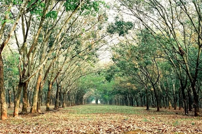 Đẹp mê hồn những khu rừng đậm sắc thu ở Việt Nam Đẹp mê hồn những khu rừng đậm sắc thu