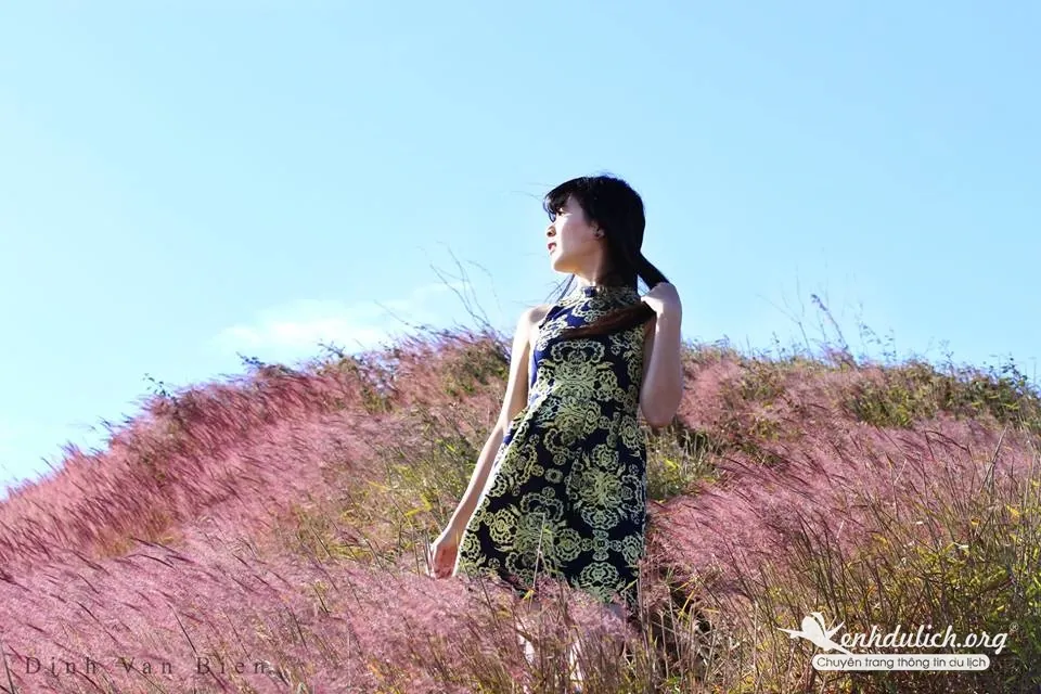 Du lịch Đà Lạt đầu đông ngắm đồi cỏ hồng đầy thơ mộng đồi cỏ hồng ở đà lạt