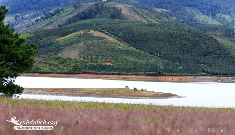Du lịch Đà Lạt đầu đông ngắm đồi cỏ hồng đầy thơ mộng đồi cỏ hồng ở đà lạt
