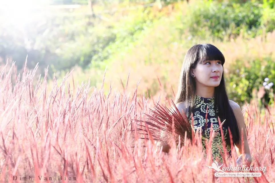 Du lịch Đà Lạt đầu đông ngắm đồi cỏ hồng đầy thơ mộng đồi cỏ hồng ở đà lạt