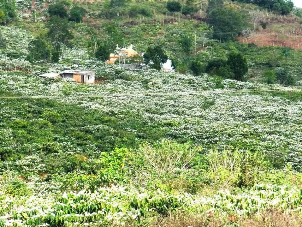 Du lịch Buôn Ma Thuột Điểm đến lý tưởng cho chuyến khám phá cuối năm