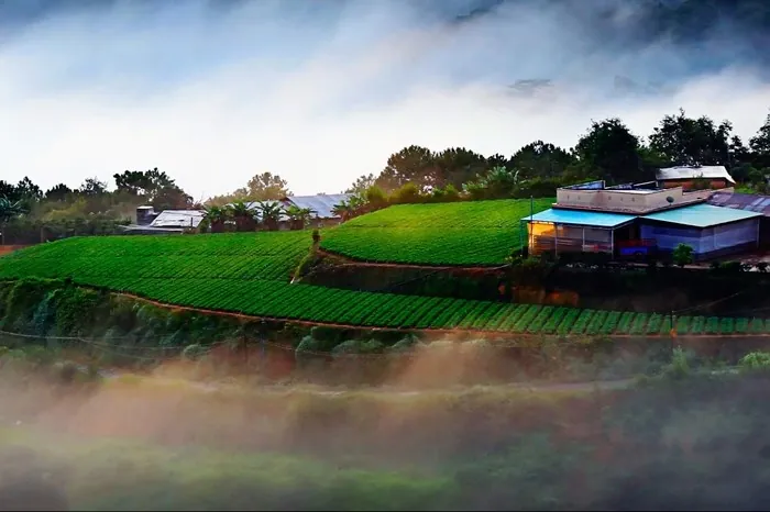 Lạc bước Đà Lạt những ngày mùa đông đầy ảo mộng du lịch đà lạt mùa đông