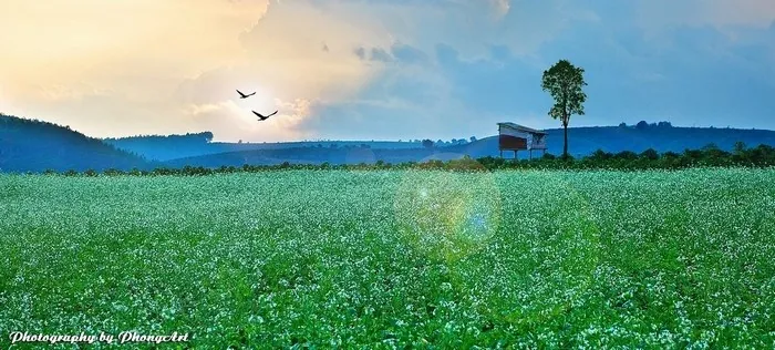 Lạc bước Đà Lạt những ngày mùa đông đầy ảo mộng du lịch đà lạt mùa đông