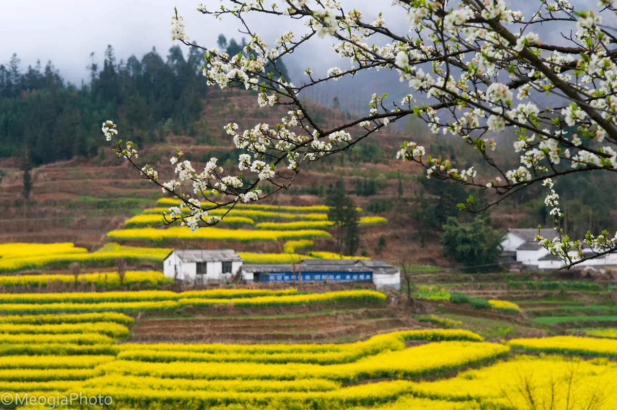 du lịch la bình ngắm cánh đồng hoa cải vàng đẹp ngất ngây