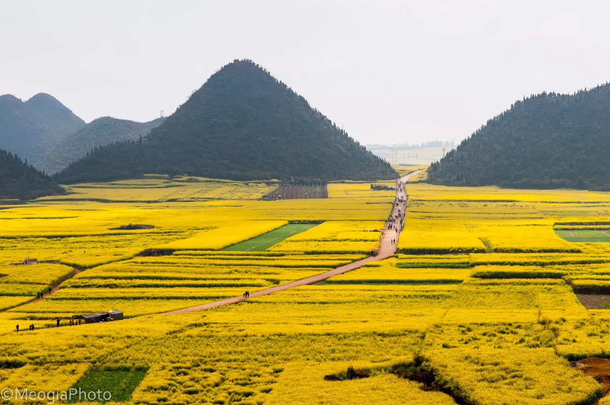 du lịch la bình ngắm cánh đồng hoa cải vàng đẹp ngất ngây