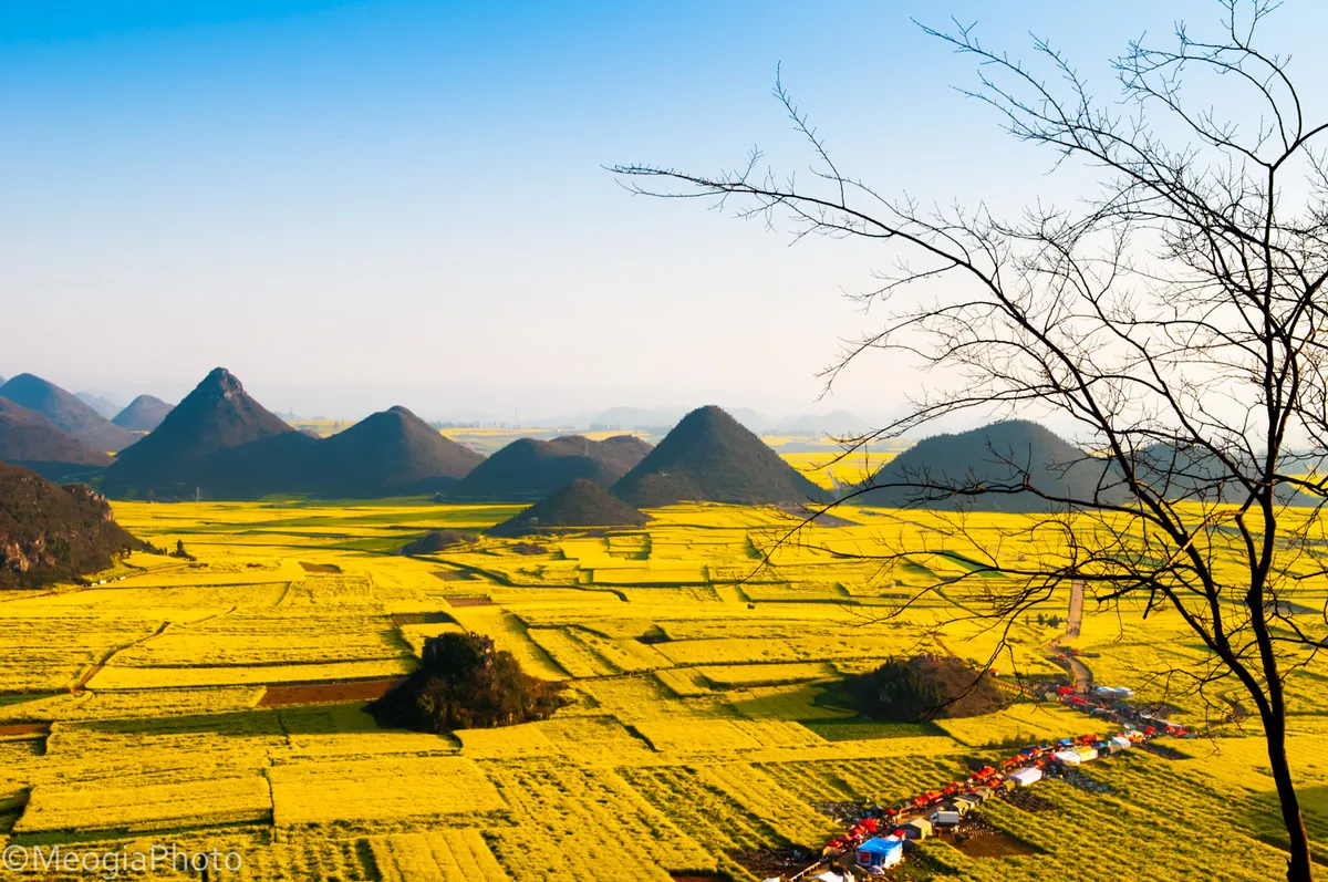 du lịch la bình ngắm cánh đồng hoa cải vàng đẹp ngất ngây