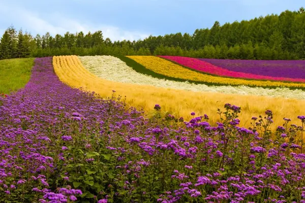 Du lịch Nhật Bản khám phá 10 trải nghiệm không thể quên ở Hokkaido Du lịch Nhật Bản khám phá 10 trải nghiệm không thể quên ở HokkaidoDu lịch Nhật Bản khám phá 10 trải nghiệm không thể quên ở Hokkaido