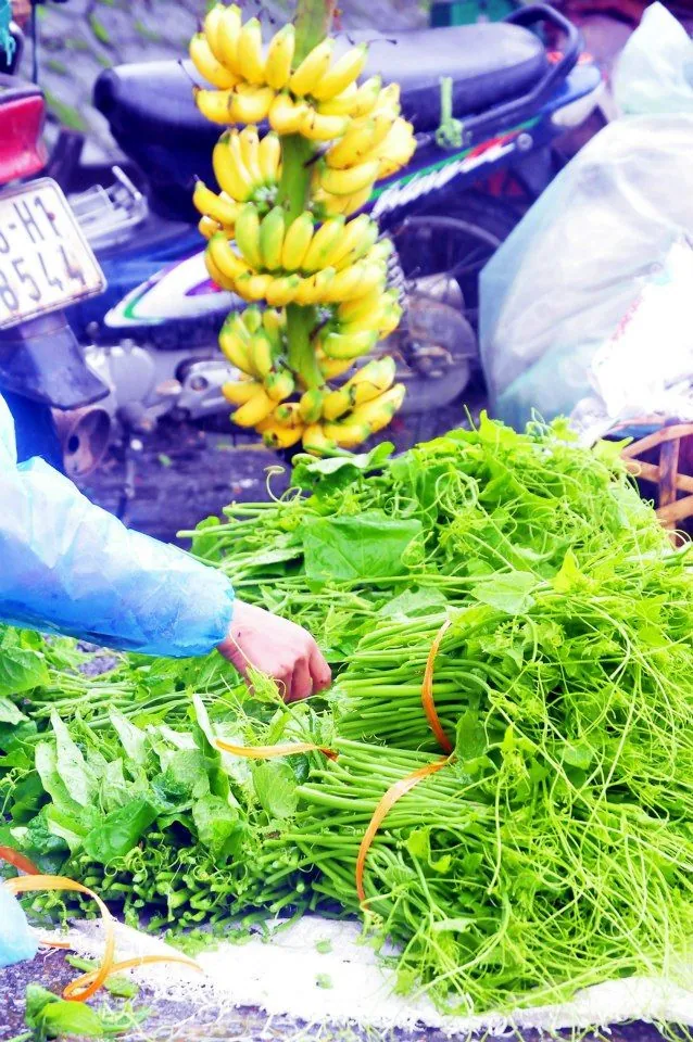 Có một Tam Đảo đầy sương phủ và mây bay du lịch tam đảo ngắm sương phủ mây bay