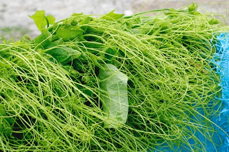 Du lịch Tam Đảo và tất cả những điều cần biết