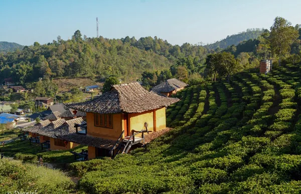 Du lịch Thái Lan ngắm ngôi làng trên đồi chè đẹp như bích họa Du lịch Thái Lan ngắm ngôi làng trên đồi chè đẹp như bích họa