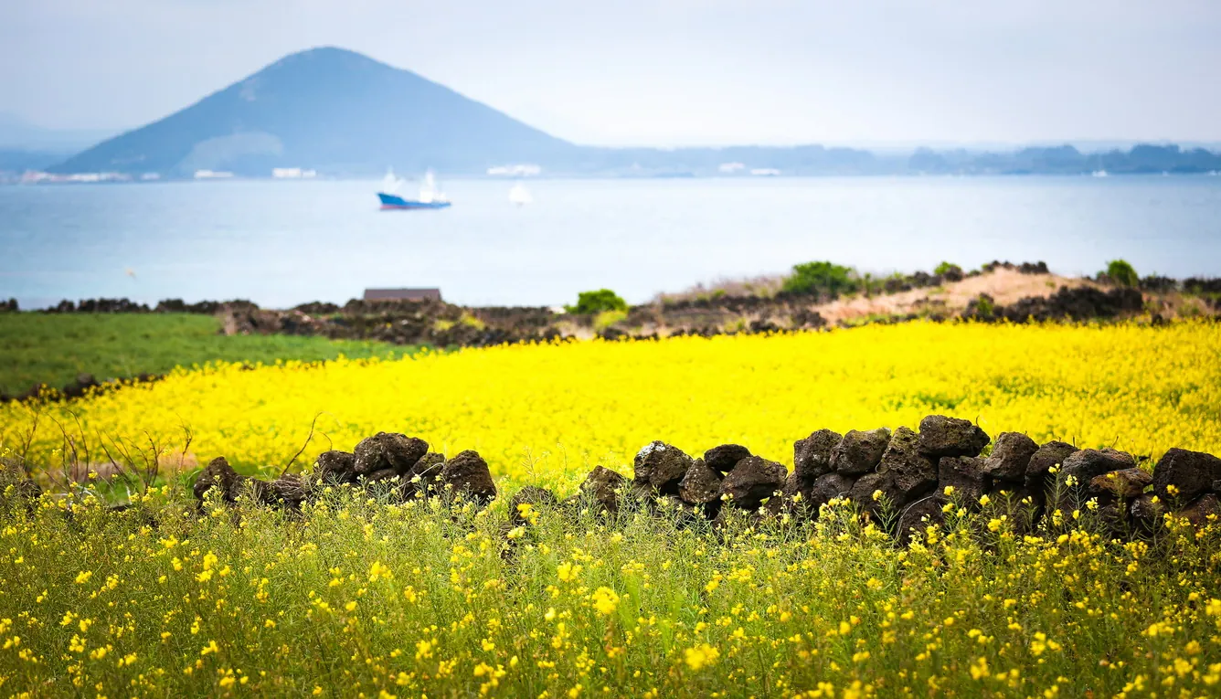 Jeju ký ức thơm mùi cam tươi