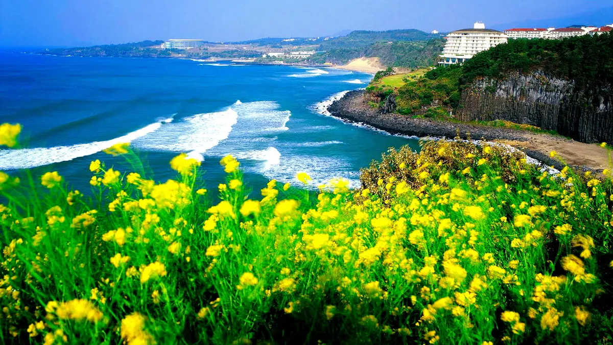 Jeju ký ức thơm mùi cam tươi