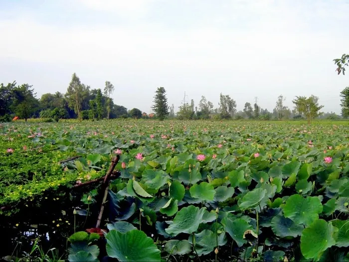 Kinh nghiệm phượt những mùa hoa ở Việt Nam Kinh nghiệm phượt những mùa hoa ở Việt Nam