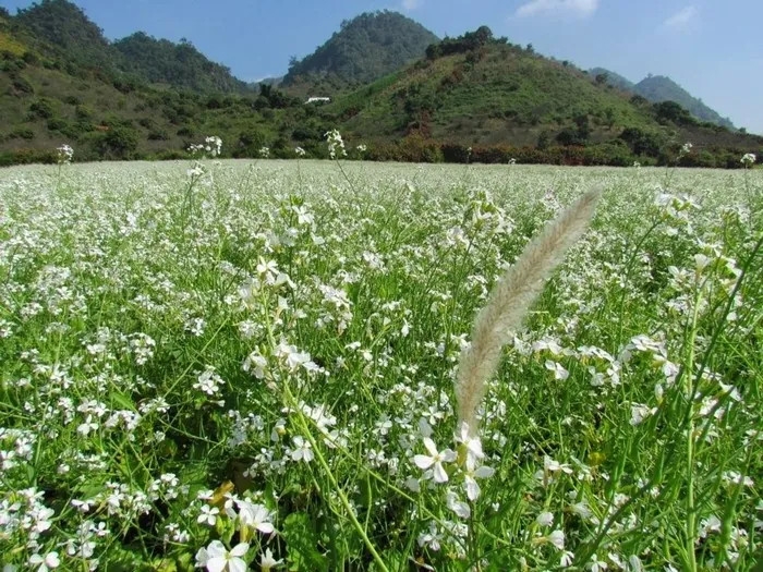 Kinh nghiệm phượt những mùa hoa ở Việt Nam Kinh nghiệm phượt những mùa hoa ở Việt Nam