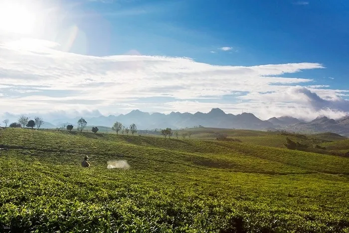 Mộc Châu tháng 12 mơ màng và huyền ảo biết bao! MỘC CHÂU THÁNG 12 MƠ MÀNG VÀ HUYỀN ẢO BIẾT BAO