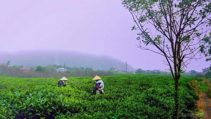Mộc Châu tháng 12 mơ màng và huyền ảo biết bao! MỘC CHÂU THÁNG 12 MƠ MÀNG VÀ HUYỀN ẢO BIẾT BAO