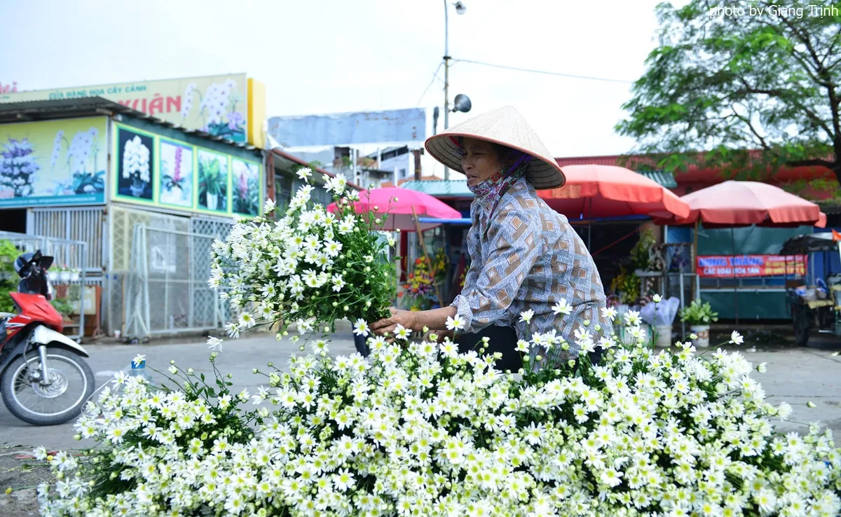 Cúc họa mi báo hiệu mùa đông Hà Nội mùa cúc họa mi Hà Nội
