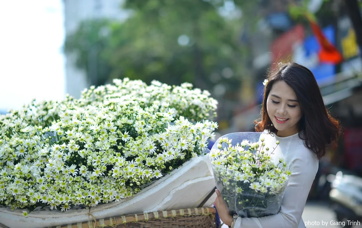 Cúc họa mi báo hiệu mùa đông Hà Nội mùa cúc họa mi Hà Nội