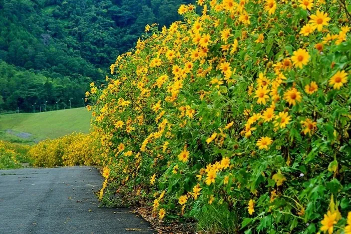 Ngẩn ngơ mùa hoa Đà Lạt tháng 11