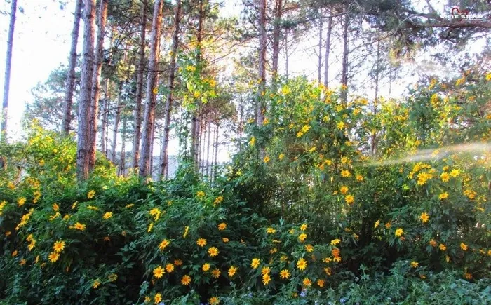 Ngẩn ngơ mùa hoa Đà Lạt tháng 11