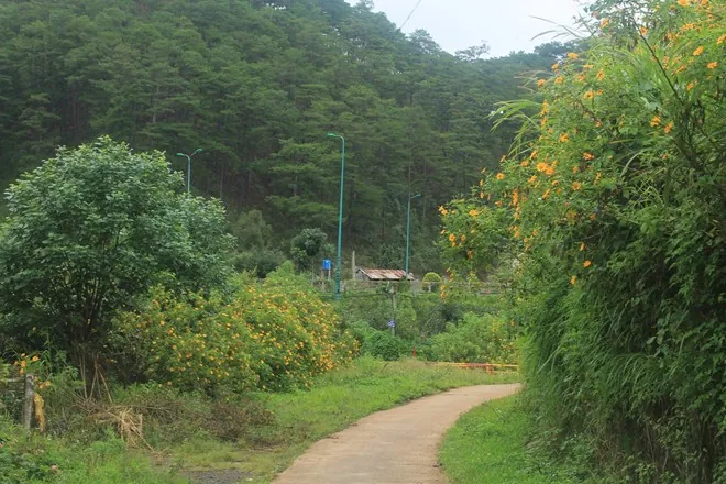 Những cung đường ngắm hoa dã quỳ ở Tây Nguyên Những cung đường ngắm hoa dã quỳ ở Tây Nguyên