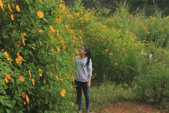 Những cung đường ngắm hoa dã quỳ ở Tây Nguyên Những cung đường ngắm hoa dã quỳ ở Tây Nguyên