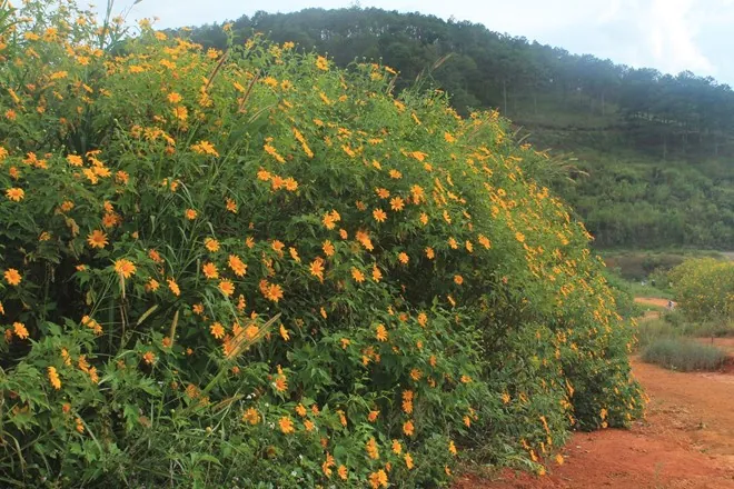 Những cung đường ngắm hoa dã quỳ ở Tây Nguyên Những cung đường ngắm hoa dã quỳ ở Tây Nguyên