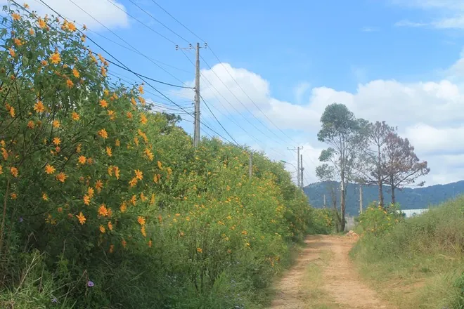 Những cung đường ngắm hoa dã quỳ ở Tây Nguyên Những cung đường ngắm hoa dã quỳ ở Tây Nguyên