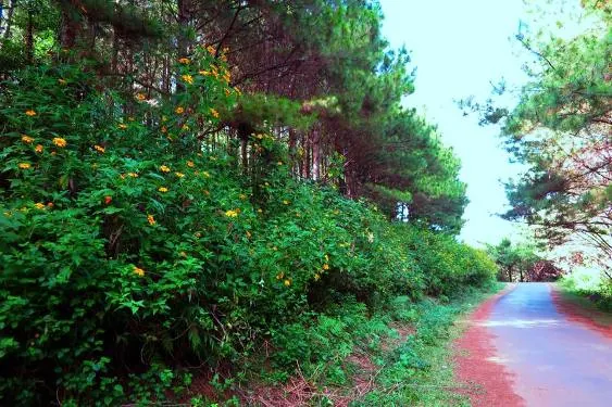 Những hình ảnh khiến bạn thấy yêu Gia Lai còn hơn cả Đà Lạt Những hình ảnh khiến bạn thấy yêu Gia Lai còn hơn cả Đà Lạt