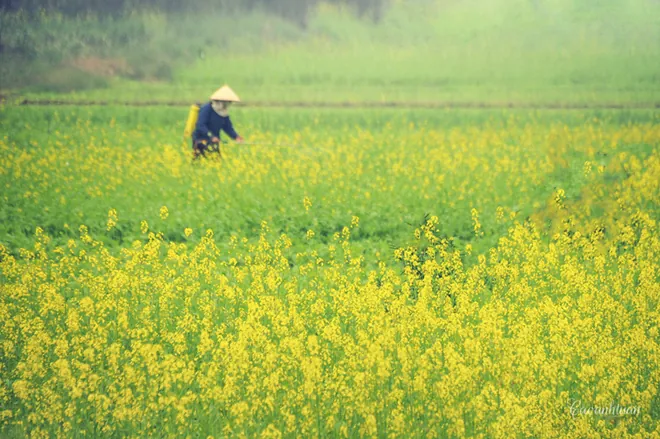 Những mùa hoa mời gọi dân phượt dịp cuối năm Những mùa hoa mời gọi dân phượt dịp cuối năm