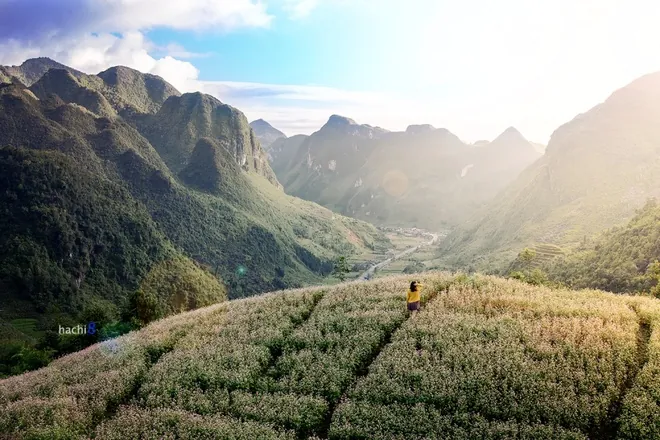 Những mùa hoa mời gọi dân phượt dịp cuối năm Những mùa hoa mời gọi dân phượt dịp cuối năm