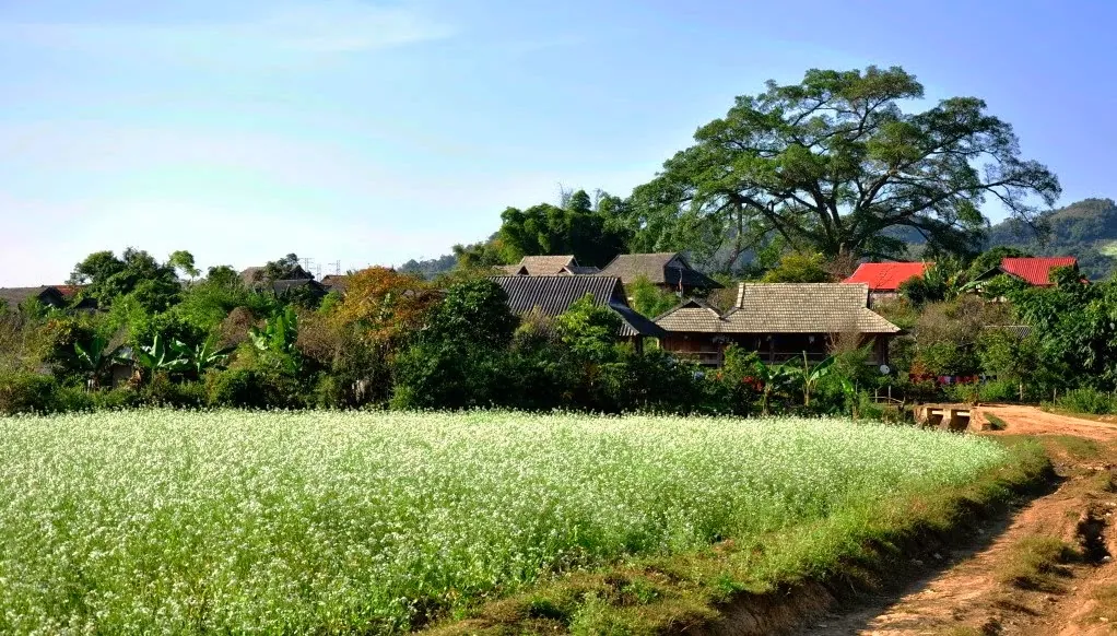 Những trải nghiệm nhất định phải thử khi du lịch Mộc Châu