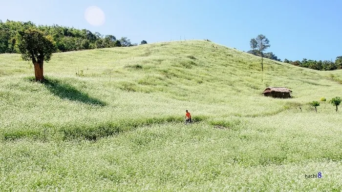 PHẢI LÒNG VẺ ĐẸP TINH KHÔI CỦA MÙA HOA CẢI MỘC CHÂU THÁNG 11