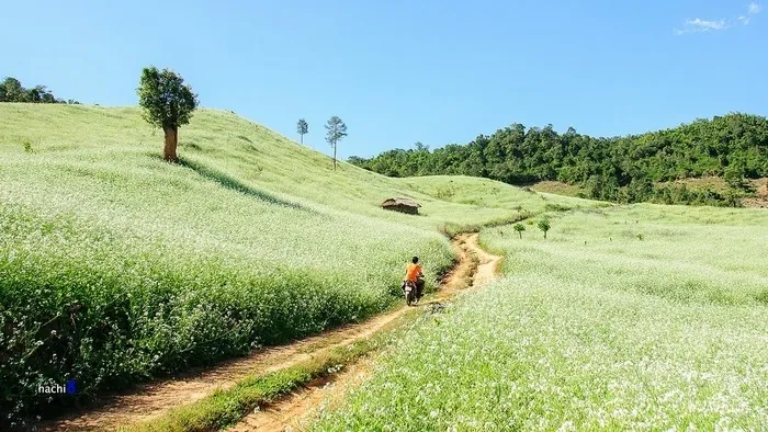 PHẢI LÒNG VẺ ĐẸP TINH KHÔI CỦA MÙA HOA CẢI MỘC CHÂU THÁNG 11